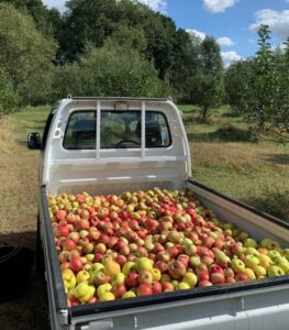 Non-protected apples in the back of a truck