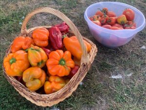Peppers and tomatoes are listed in the Seeds Gazette prior to being sold